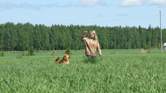 夏季, 干草, 女孩和狗, 男子, 狗, 蓝蓝的天空, 芬兰语