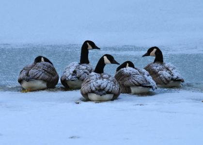 加拿大鹅, 鸟类, 水禽, 野生动物, 自然, 休息, 感冒