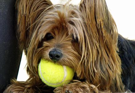 狗, 约克夏犬, 网球