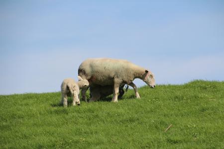 羊, 羊毛, 羔羊, 堤防, schäfchen, nordfriesland, 动物