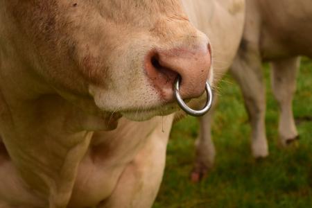 鼻环, 公牛, 反刍动物, 农业, 牲畜, 牛肉, 草甸