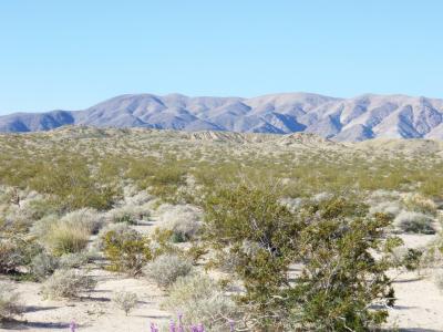 亚利桑那州, 沙漠, 美国, 景观, 孤独, 植物