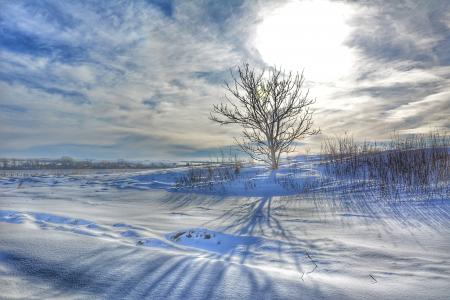 雪域景观, 孤独的树, 冬日的阳光, 冬季自然, 斯洛伐克