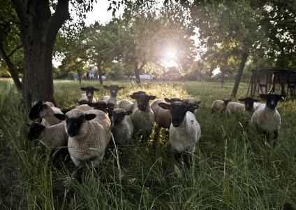 羊, 草甸, 绿色, 太阳, 羊毛, 草, 群羊