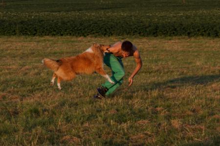 牧羊犬, 狗训练, 狗运动, 狗训练练习区, 火车, 狗, 宠物