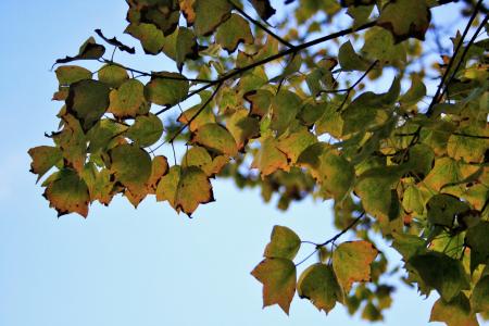 秋天的落叶, 叶子, 变色, 绿色, 黄色, 赛季, 秋天