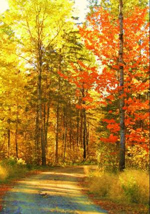 秋天, 秋天, 树木, 自然, 巷道, 路径, 赛季