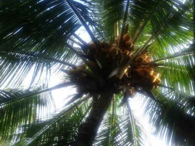 椰子树, 椰子, 棕榈树, 甜, 自然, 绿色, 斯里兰卡
