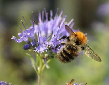 蜂蜜, 蜜蜂, 花粉, 昆虫, 自然, 授粉, 花