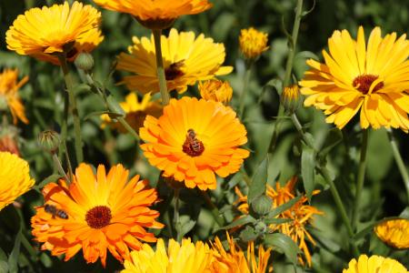 花, 蜜蜂, 花, 花园, 大黄蜂, 黄蜂, 夏季