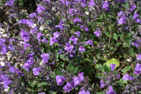 acinos 鲑, 花, 开花, 绽放, 紫罗兰色, 高山植物, 高山的花