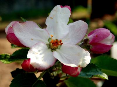 苹果树上的花, 春天的花朵, 树上苹果, 花蕾, 开花, 绽放, 白色