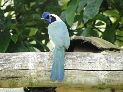 鸟类, 蓝色, 哥伦比亚