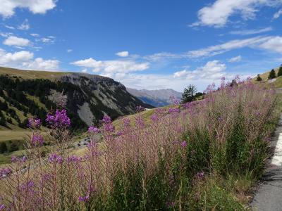 景观, 山, 花, 自然, 阿尔卑斯山, 法国