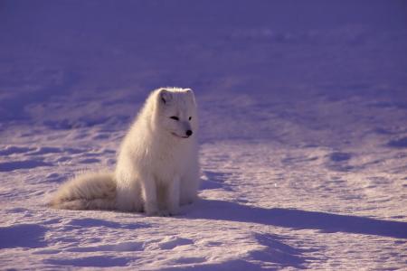 北极狼, 毛皮, 哺乳动物, 户外, 阴影, 雪, 白色