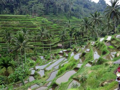 稻田, 巴厘岛, 绿色, 农业, 露台