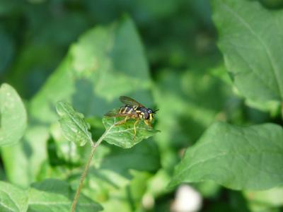 syrphide, 蚜, 黄蜂, 昆虫, 自然, 宏观, 绿色