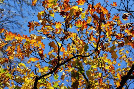 秋天, 叶子, 枫树, 金色的秋天, 秋天的落叶, 秋天的色彩, 森林