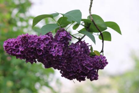 丁香, 花, 春天, 灌木, 自然, 紫罗兰色, 开花