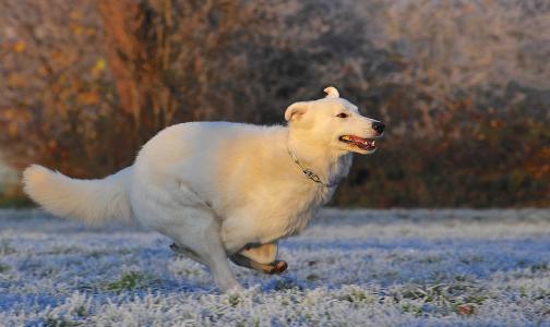 瑞士牧羊犬, 狗, 竞赛, 弗罗斯特, 冬天, 感冒, 白色