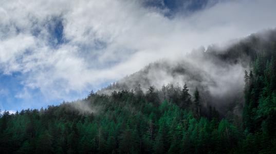 云彩, 针叶树, 枞树, 雾, 森林, 阴霾, 景观
