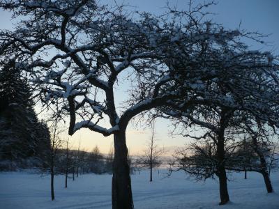 果园, 冬天, 雪, 果树