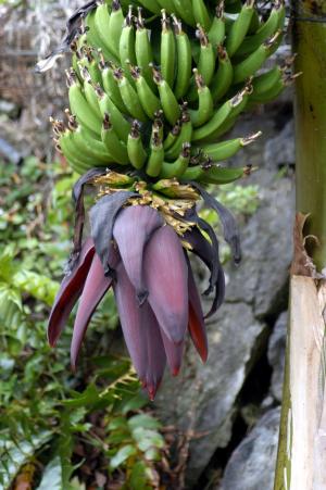 香蕉, 自然, 水果, 水果, 食品, 香蕉树, 香蕉灌木