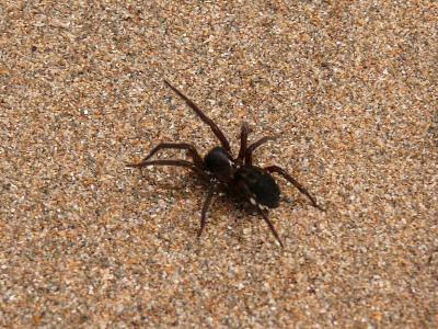 蜘蛛, 动物, 岩石, 海滩, 自然, 蛛形纲动物, 可怕