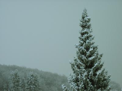 冬天, 雾, 弗罗斯特, 灰色, 白色, 感冒, 森林