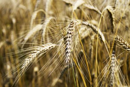 小麦, 麦田, 谷物, 农业