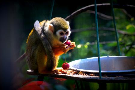 猴子, 动物园, 食品