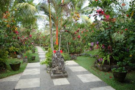 花园, 热带, 巴厘岛, 和平, 植物, 花, 白天