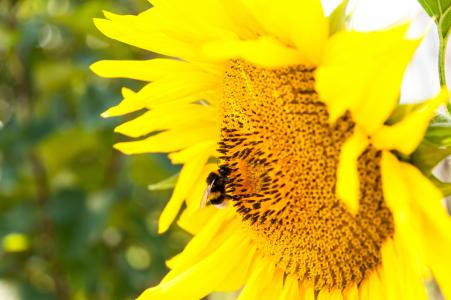 向日葵, 蜜蜂, 农业, 夏季, 环境, 详细信息