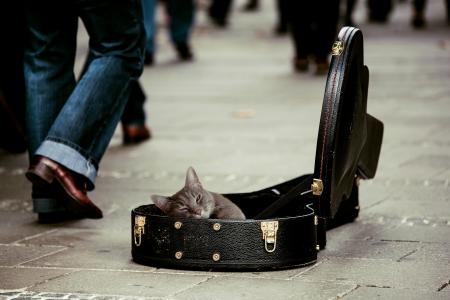 基蒂, 动物, 宠物, 猫, 吉他盒, 街头音乐家, 捐款