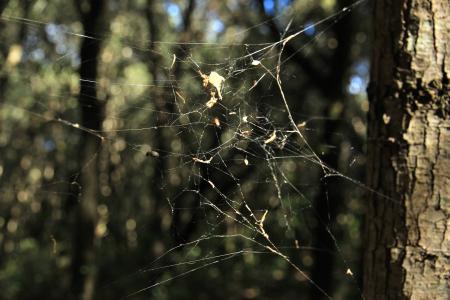 蜘蛛网, 秋天, 森林, 蜘蛛