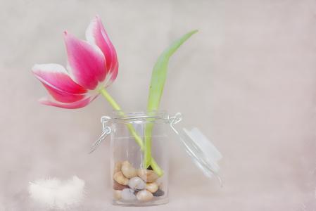 郁金香, 花, 粉红色白色, 春天的花朵, 春天, 花瓶, 玻璃