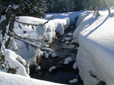 冬天, 雪, 自然, 溪, 雪景, 感冒, 森林