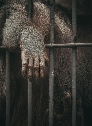动物, 猿, 笼子里, 哺乳动物, 灵长类动物, 动物园