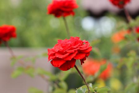 罗莎, 红玫瑰, 花园