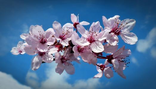 樱桃, 开花, 绽放, 樱花, 天空, 春天, 日本樱桃