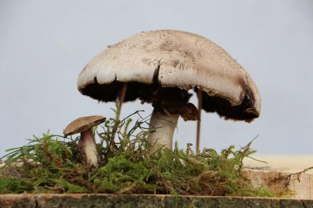 蘑菇, 自然, 关闭, 青苔, 松茸采摘, 真菌, 蘑菇