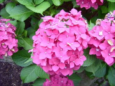 绣球花, 花, 花, 自然, 植物, 粉红色的颜色, 夏季