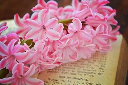 风信子, 花, 花, 粉色, 春天的花朵, 香美的鲜花, 书