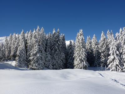 冷杉, 自然, 森林, 白雪皑皑, 冬天, 雪, 冬天的魔法