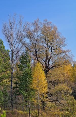 秋天, 森林, 自然, 金色的秋天, 秋天的树林, 植物, 照片