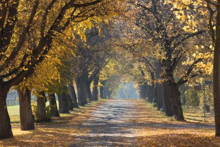 树木, 步行路径, 公园, 秋天, 秋天, 分支机构, 叶子