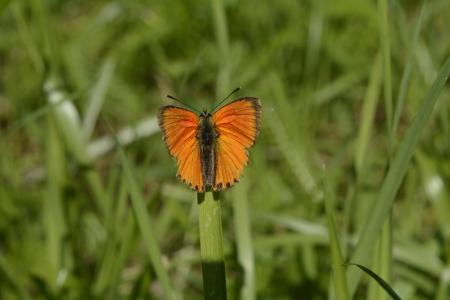 草, 沙杰德, 蝴蝶, 橙色, 自然, 绿色茱莉亚蝴蝶, 草的