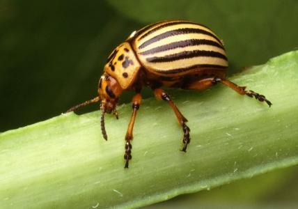 昆虫, decemlineata, leptinotarsa, 甲虫, 马铃薯, 科罗拉多州, bug