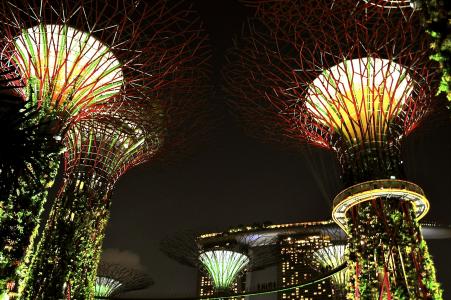 新加坡, 晚上, 灯, 灯具, 高, 树木, 黑暗