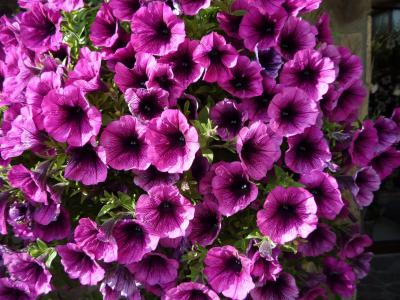 花, 紫罗兰色, 自然, 紫色, 花香, 夏季, 花园